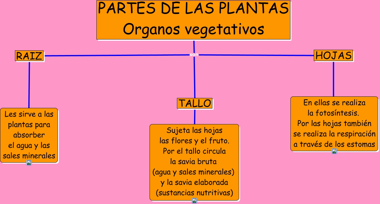 CIENCIAS NATURALES ESO: EL REINO VEGETAL O DE LAS PLANTAS
