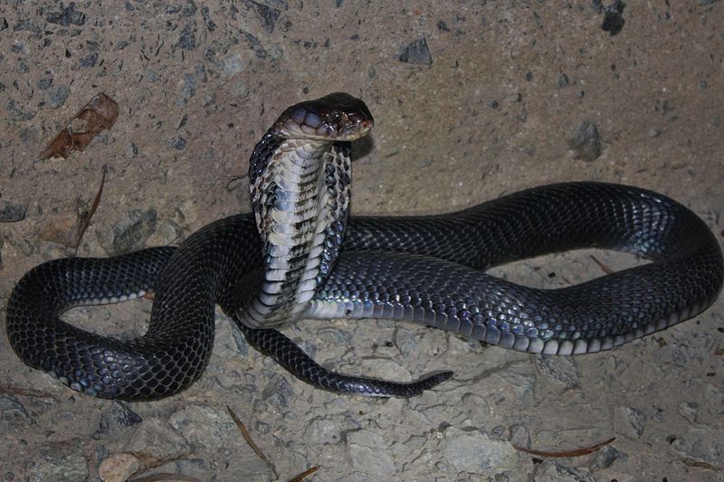 Snakes Most Venomous Cobras in the World Snakes Most Venomous Cobras in the World