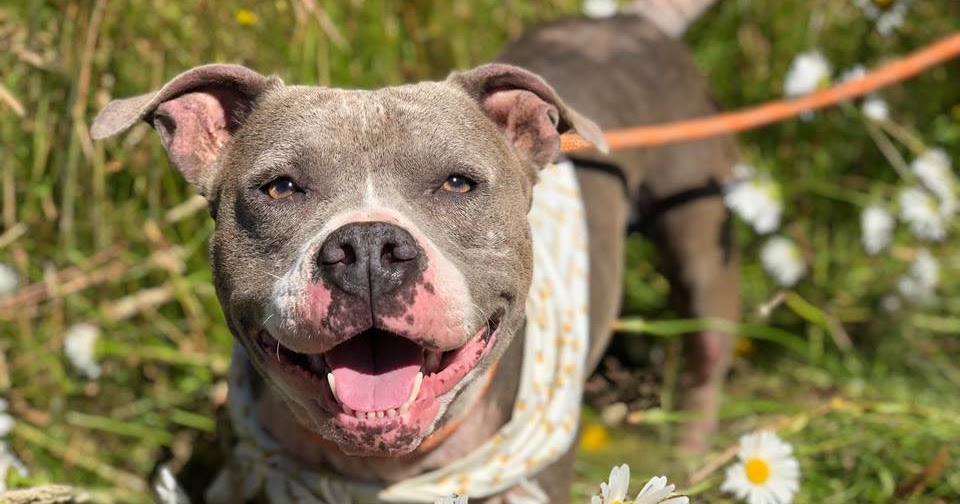 Shelter Dogs of Portland "MAXINE" sweetie young Pitbull needs TLC