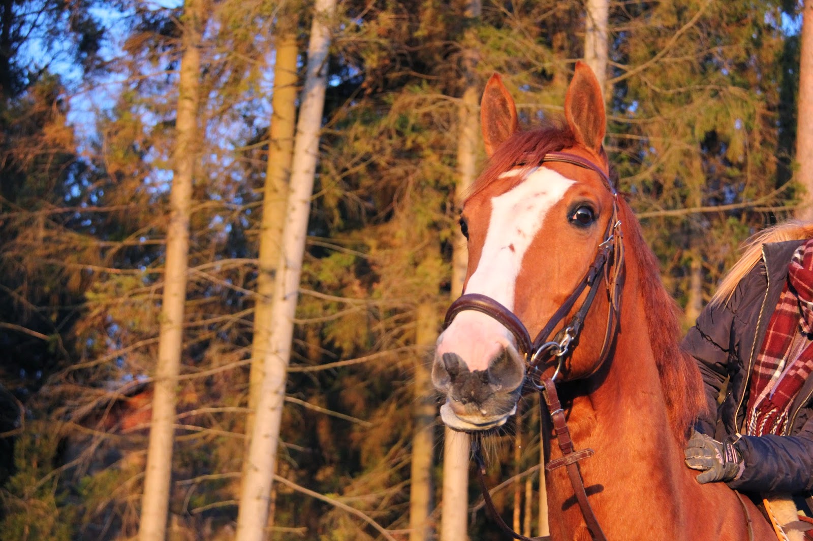 Hevoselämän ylä- ja alamäet: Cavalli