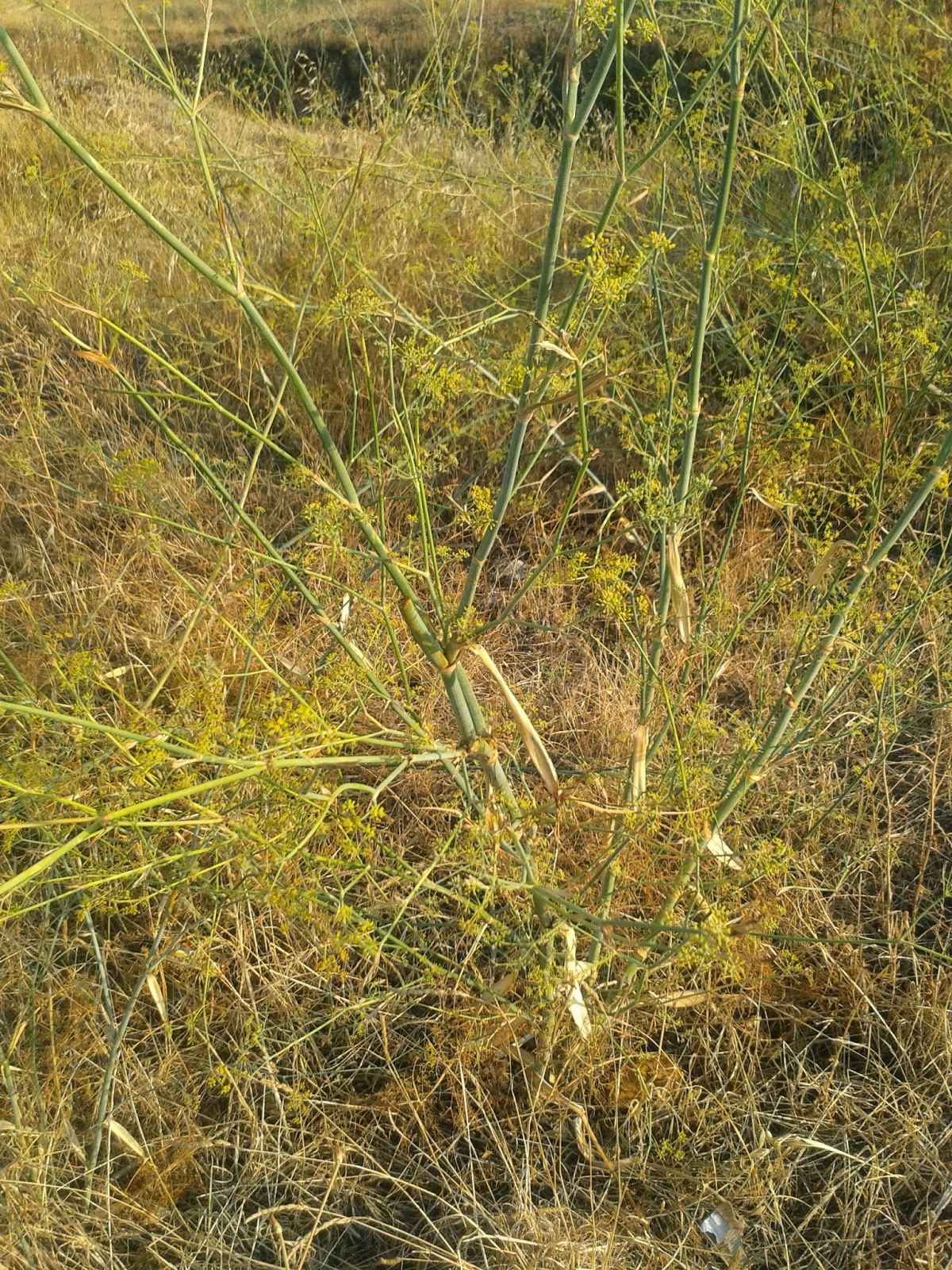 El tio yerbas hinojos