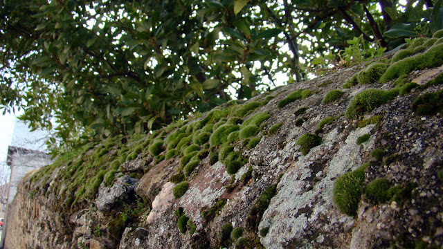 Musgo sobre muro de piedra granítica.