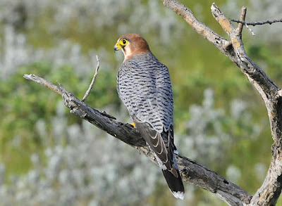 Falco ruficollis