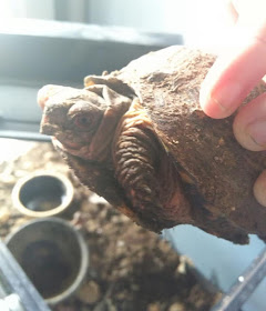 do Box Turtles make good pets find new home get turtle