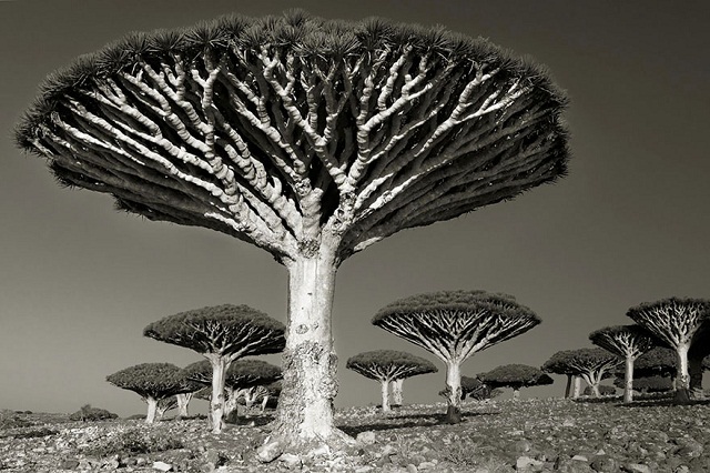 Seorang Wanita yang Menghabiskan waktu 14 Tahun Mengambil Foto Pohon Tertua di Dunia