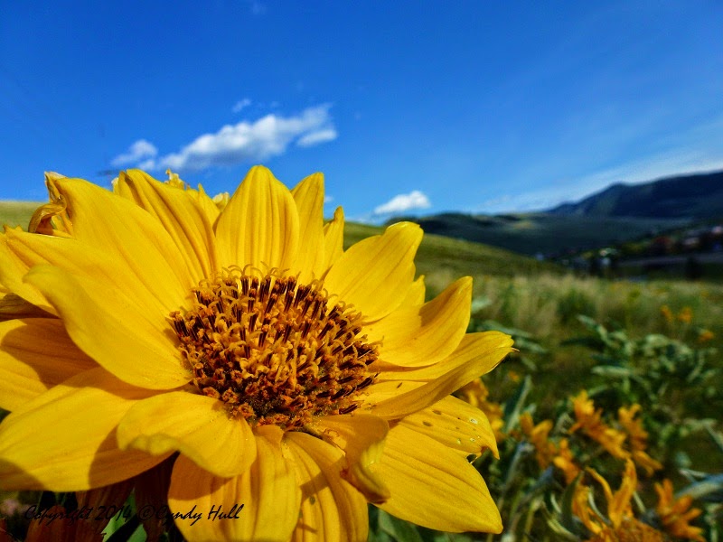 Piper McKellar Avas Flowers Missoula Mt Missoula Florists Flowers