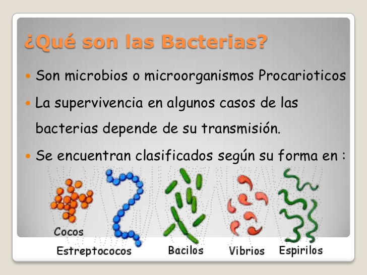 ¿Que son las bacterias?