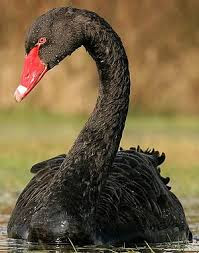 Cygne Noir