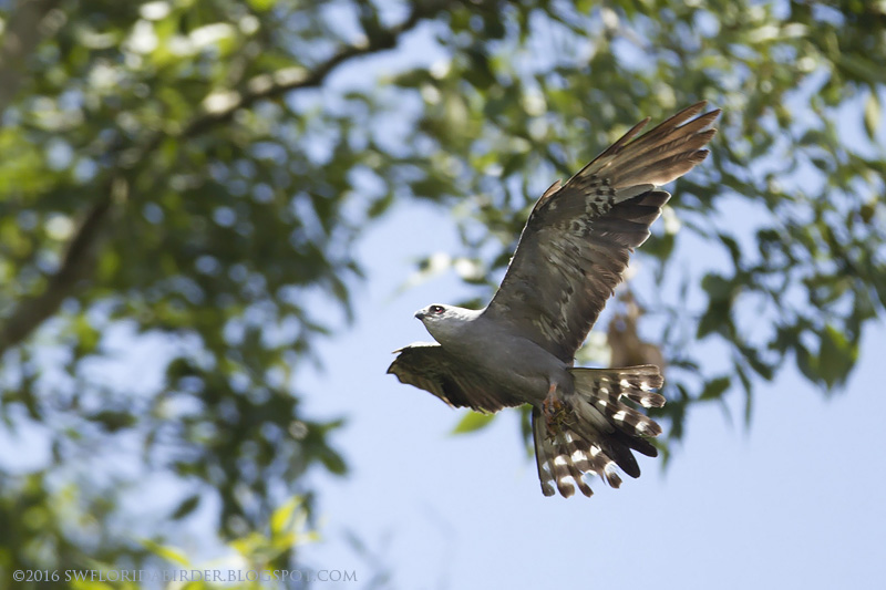 Mississippi Kites and Lake Apopka Wildlife Drive Focusing on Wildlife