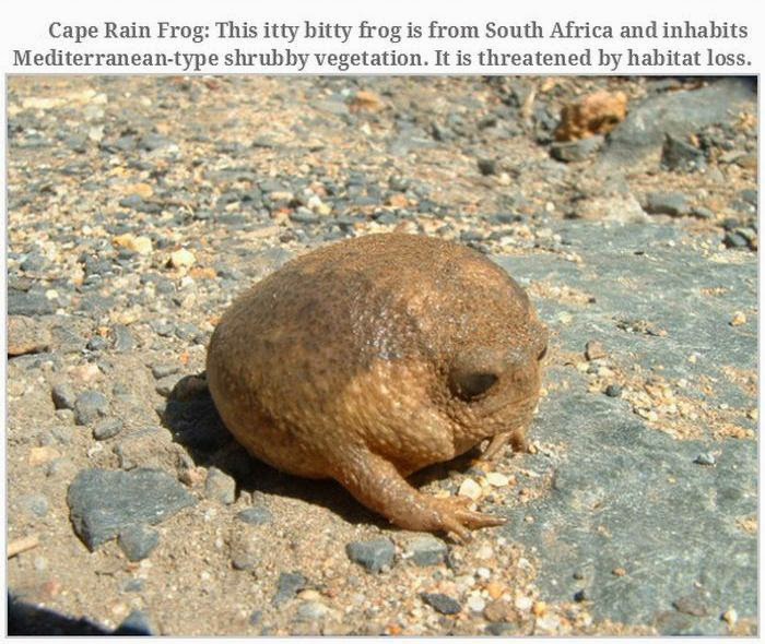 Weird animals (20 pics), strange animal pictures, cape rain frog