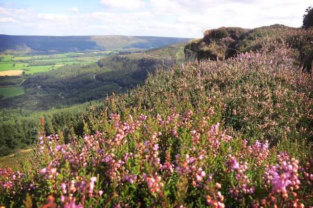 The carpet of flowing heather is a spectacular sight on the North York Moors