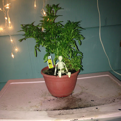 Potted Marigold Plant and Little Skeleton Decoration