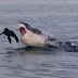 Jaws of death:terrifying photos as great white shark attacks baby seal