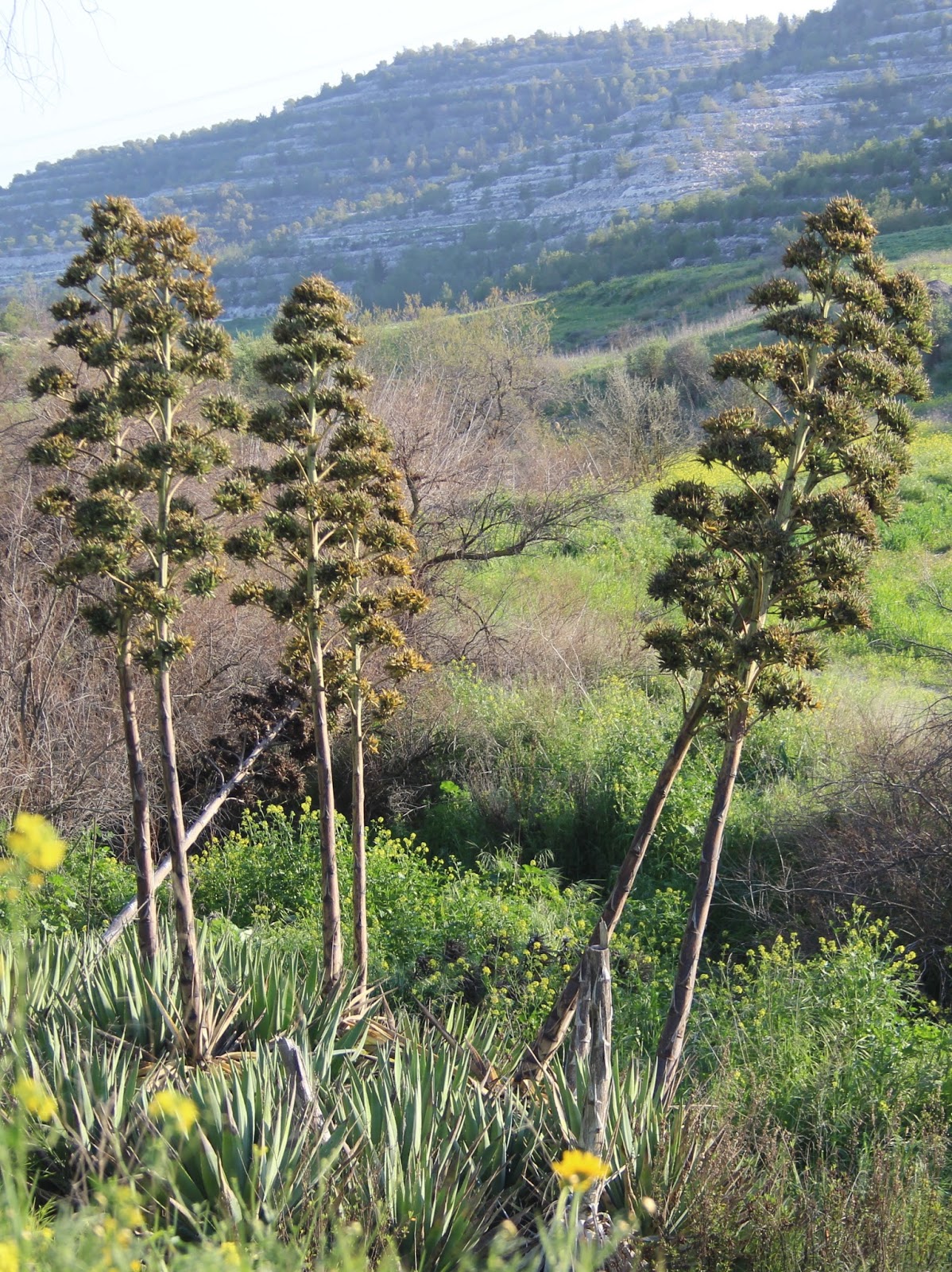 Sisal Plant, agave sisalana, Plantation in Madagascar near Fort