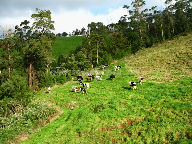 Sao Miguel