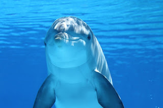 best dolphin pic,#dolphin
