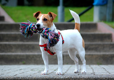 Jack Russell Terrier and toy