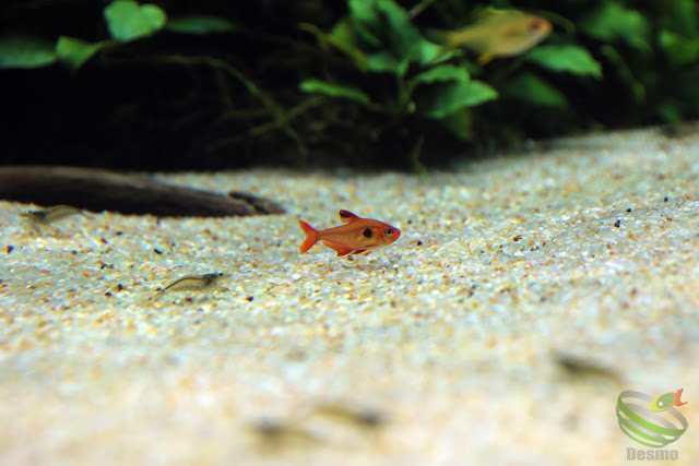 リスボン水族館