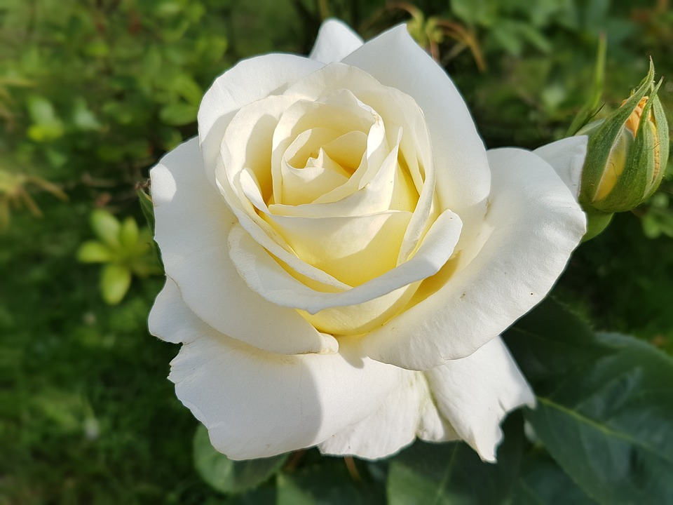 Kumpulan Galeri Gambar Bunga Mawar Putih Tercantik 