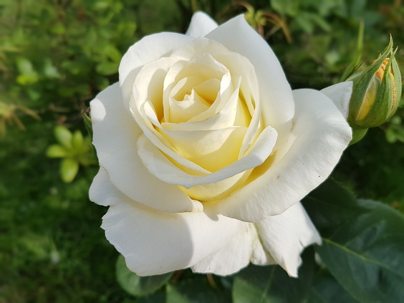 18+ Koleksi Baru Gambar Bunga Mawar Putih Tercantik
