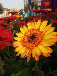 flower's show BANKURA DISTRICT FLOWER SHOW AND COMPETITION 2019, bankura district's beauty, Bankura district flower show, puspo mela bankura, flower exevition