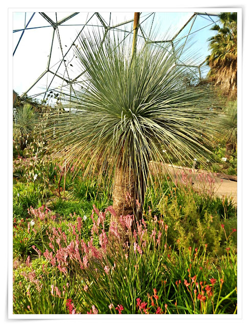 Plants inside the Mediterranean Biome, Eden Project, Cornwall