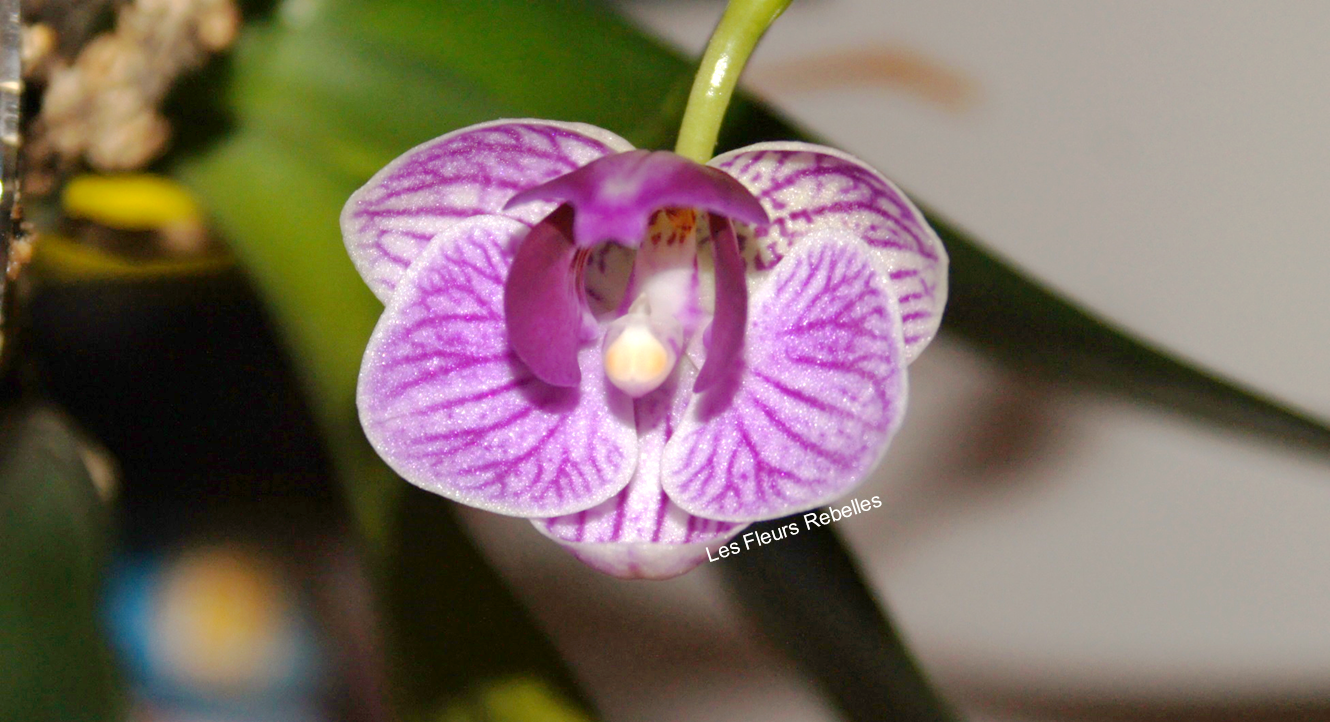 Floraison orchidée mini phalaenopsis mauve rayé