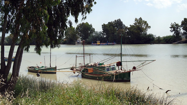 Coria_del_río
