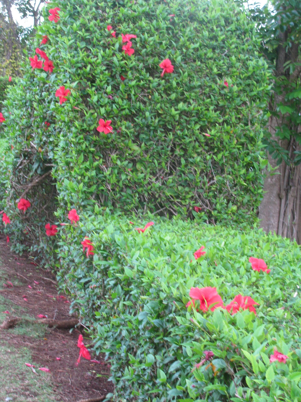 Bp Near Me >> Thankful Heart: Hibiscus Collection Bp Near Me >> Thankful Heart: Hibiscus Collection