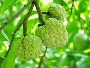  Buah Sri Kaya yakni buah yang hanya tumbuh di Daerah yang beriklim Tropis saja Manfaat Buah SriKaya Untuk Kesehatan