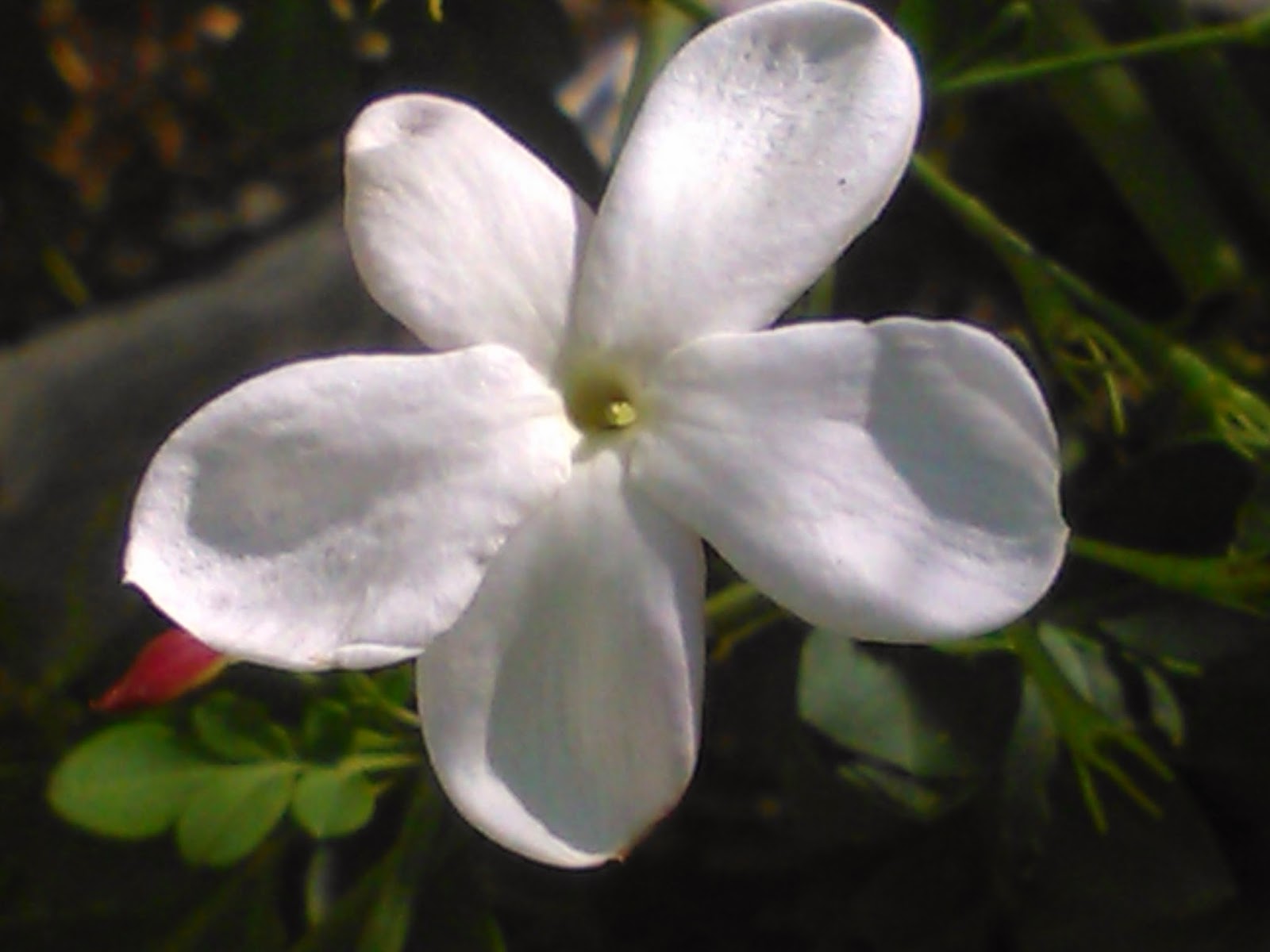 flor de jazmin | majaillaflor