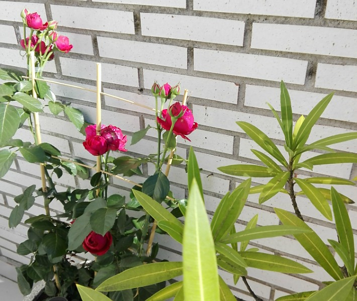 Todo lo que debes saber sobre los rosales