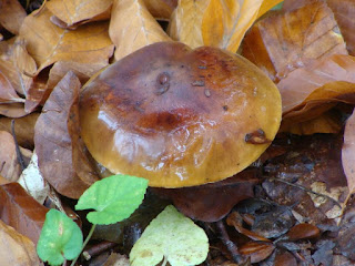 Tricholoma ustale DSC26616