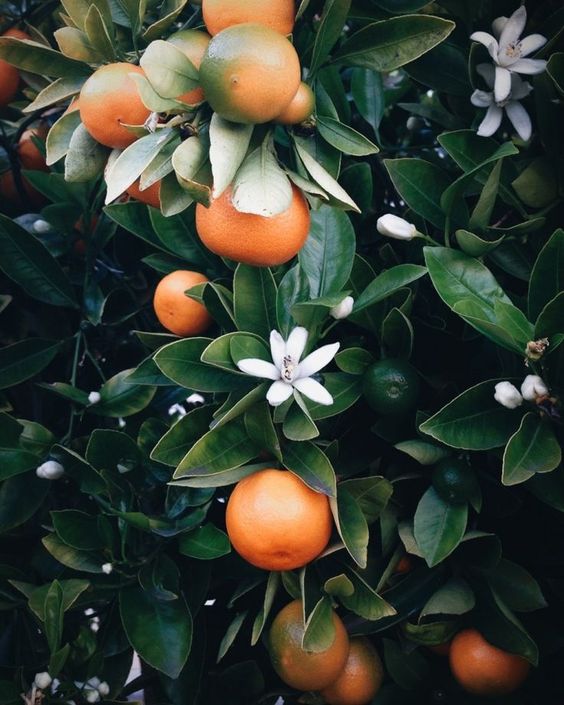 How to Grow Orange, Tips for Growing, Planting and Harvesting Orange