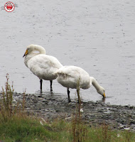 Aves de Islandia