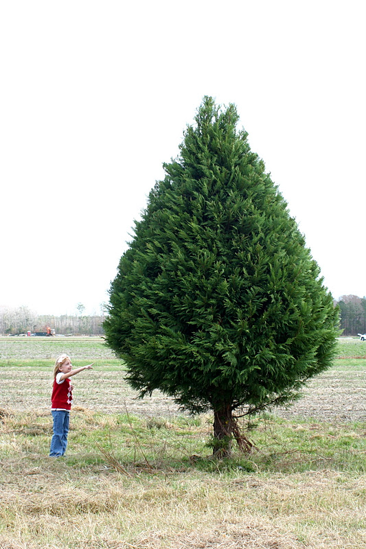 Little Page Turners Oh Christmas Tree! Trimmed Trunk Plaque