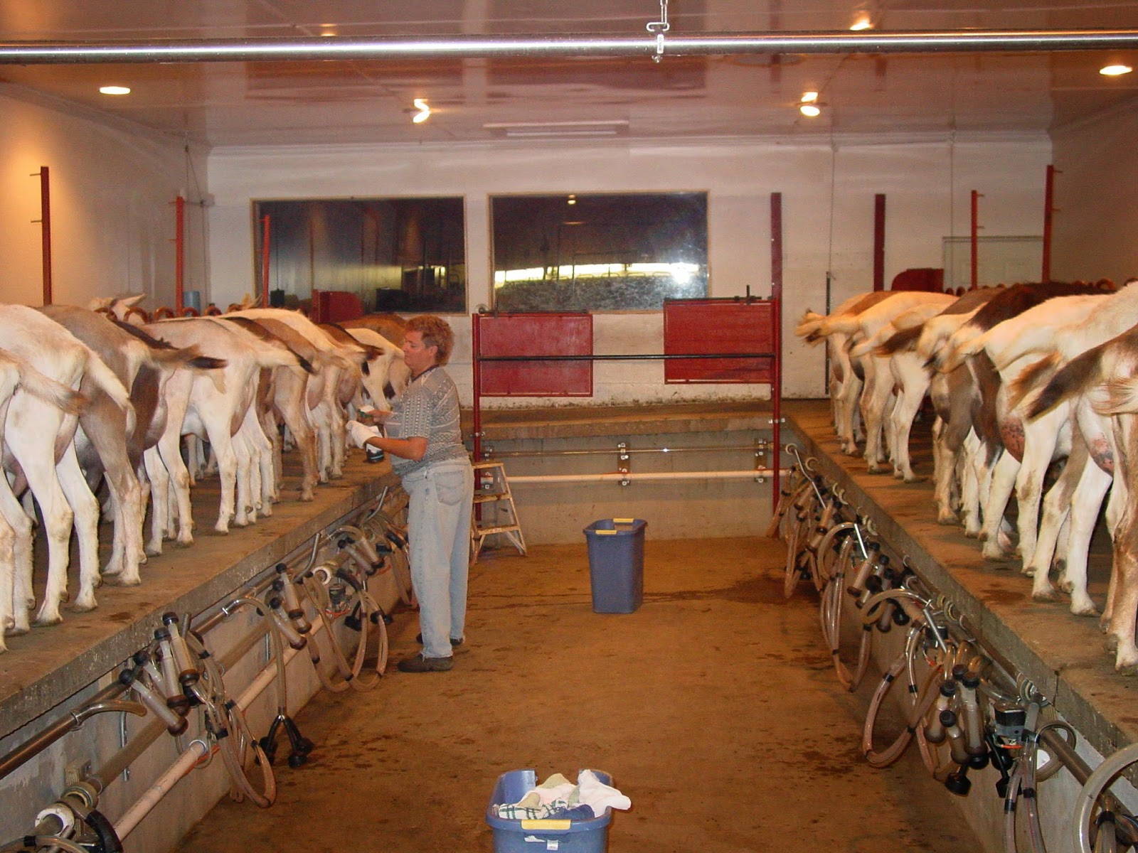 Kinder Communique Kinder Goats In A Commercial Dairy our-small-farm-in-the-woods-the-goat-barn