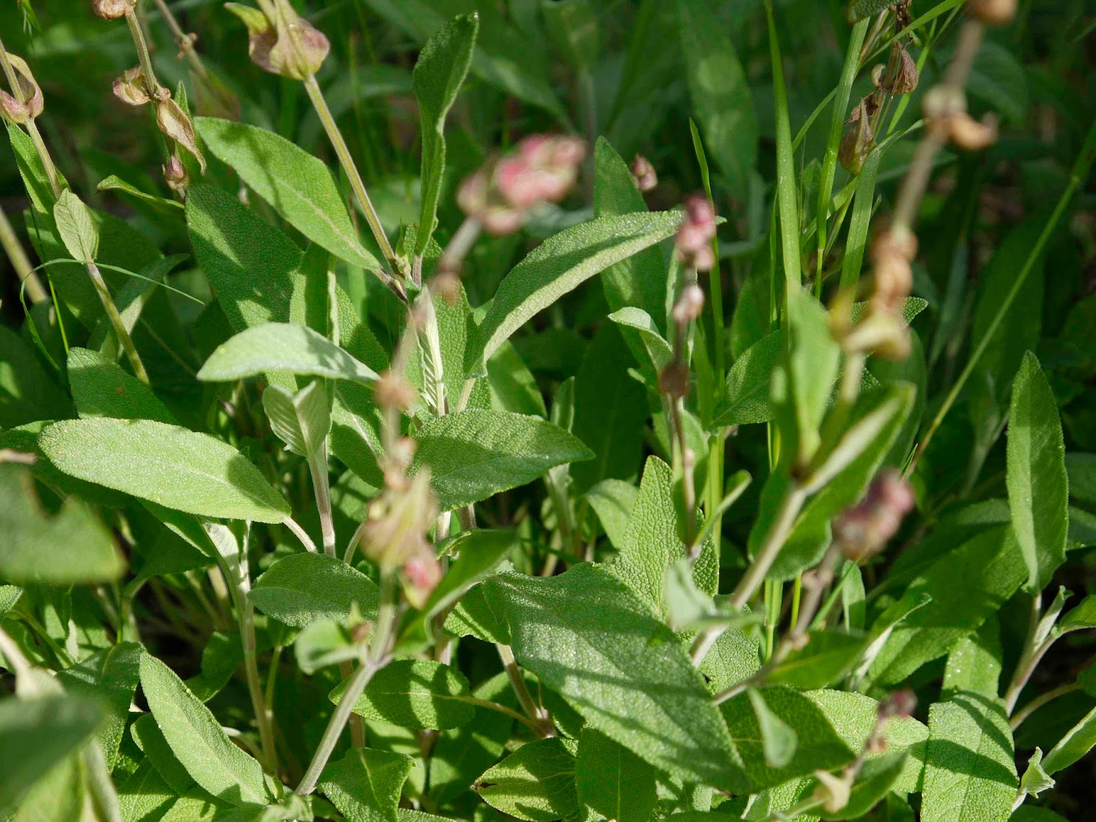 Pistil La Sauge / Salvia Officinalis Plante sorcière