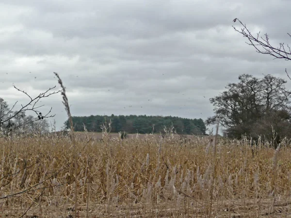 The mysterious Yarn Hill with its wooded crown, the place said to be infested with ghosts and marsh demons