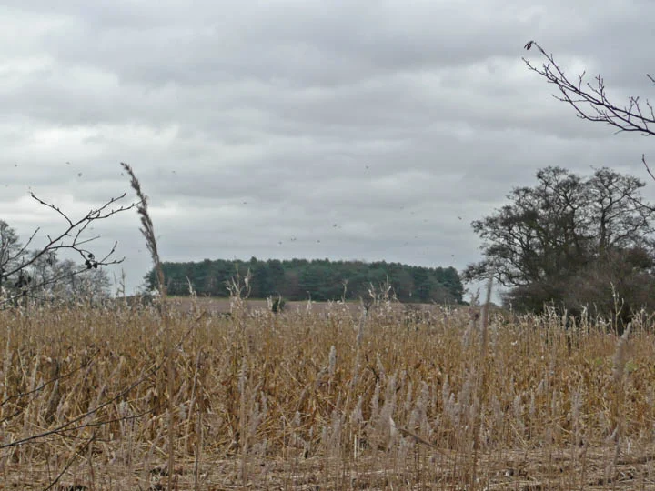 The mysterious Yarn Hill with its wooded crown, the place said to be infested with ghosts and marsh demons