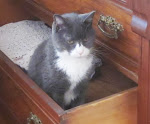 Buster in a drawer of an antique chest :-)