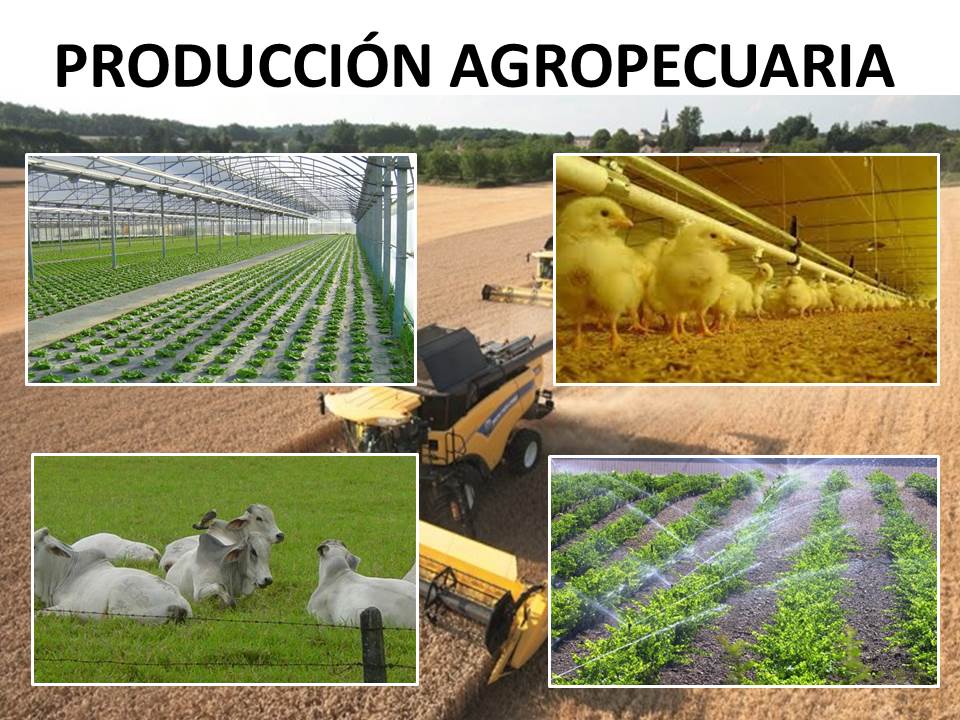 Carlos Producción Agropecuaria
