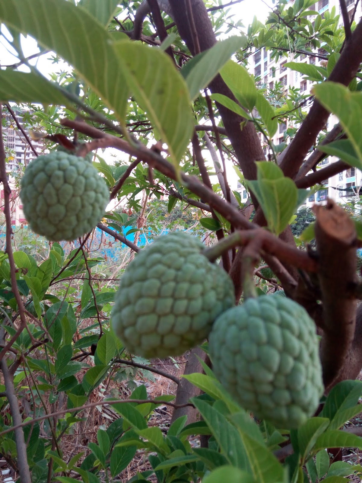 Garden Care Simplified Loaded Fruits in Our Garden Summer Happiness