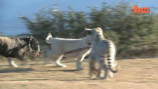 Funny animal gifs - part 101 (10 gifs), funny gifs, white lion cub walking dog