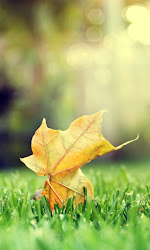 mobile wallpapers leaf latest samsung android mobiles html5 cell resolution