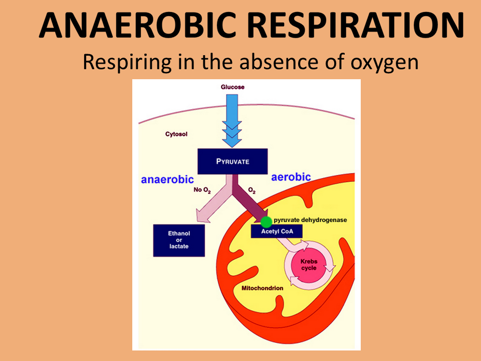 Grade 12 SEMESTER 1 Chapter 1 ENERGY AND RESPIRATION
