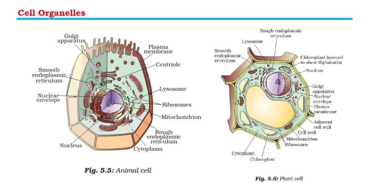 Какие клетки не имеют ядра