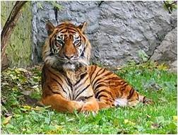 Report Text About Sumatran Tiger Wadah Pengetahuan