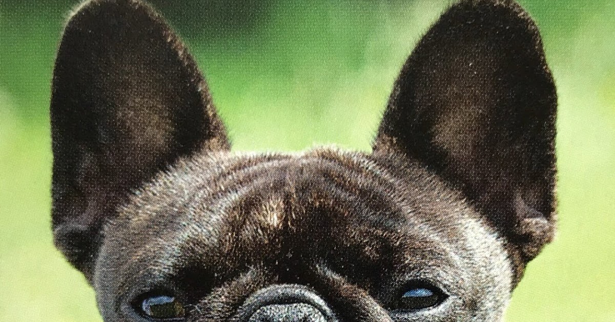 Pedigree Canines Uncovered – The Weblog: Time to get difficult