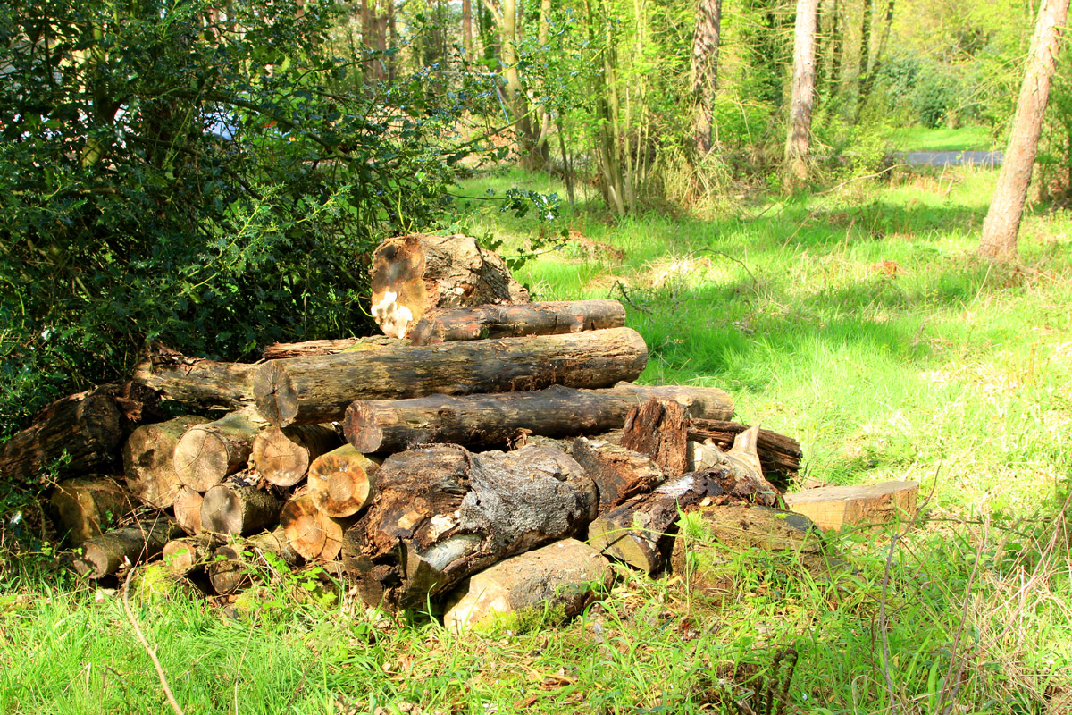 Gibside The Wood Pile